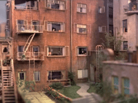 La finestra sul cortile