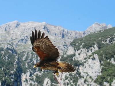 Poesie di Andrea Galli